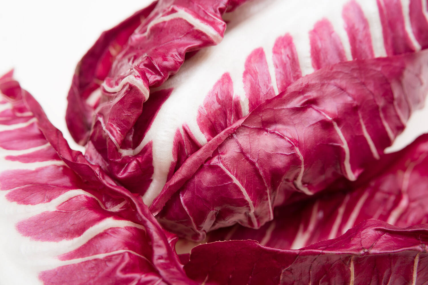 Rood witlof verpakt 500gr stuk 3